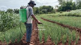 Brambang Petani Karangrejek Diserang “Janda Pirang”